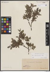 Foto von Salix breviserrata Flod.